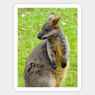 Swamp Wallaby Magnet